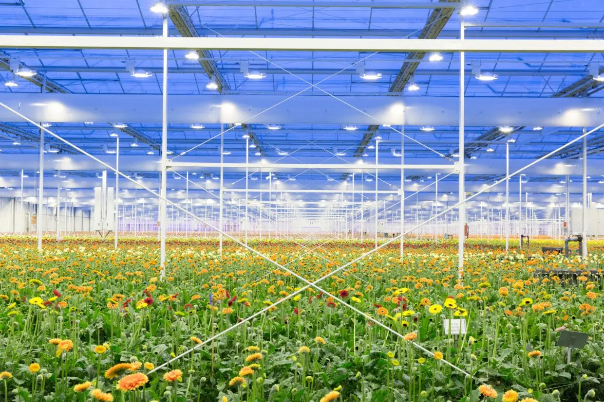 A more advanced operation at a Dutch flower farm (Image from The London Flower School).