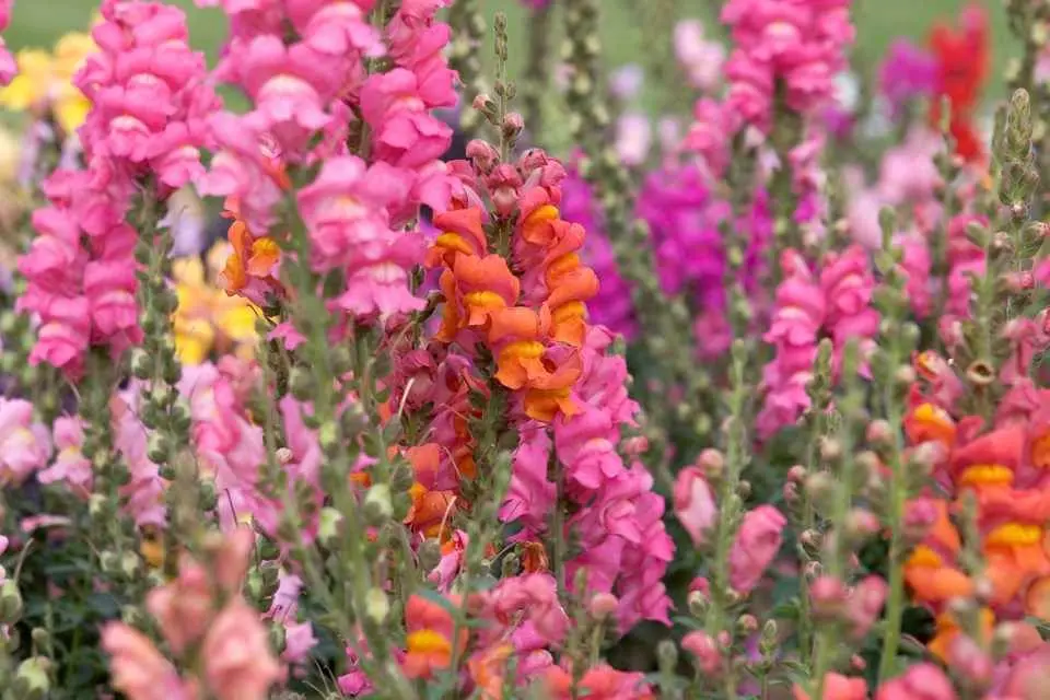 The British Snapdragon has a much lower impact than its international counterparts (BBC).