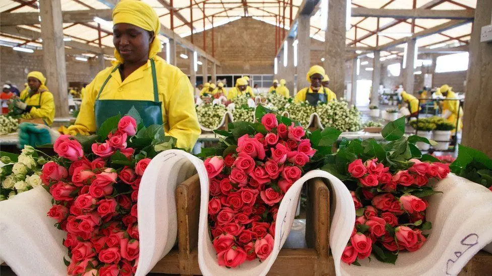 Julie works on a flower farm in Lake Naivasha (Fairtrade International).