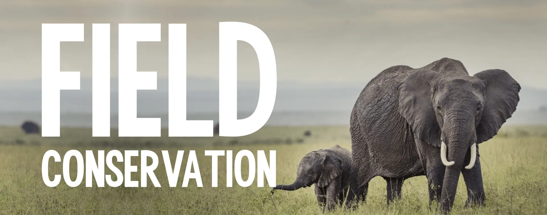 Clean Living donates 1% of its revenues to the Born Free Foundation, which supports animal conservation as well as working to address climate change and biodiversity loss.