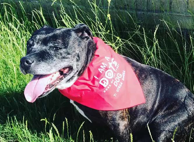 Noochy Poochy supports Dogs on the Street. With a fully equipped mobile veterinary surgery vehicle allowing ease of access to dogs in need, Dogs on the Street ensures all the essential items and services are provided for free each and every week. From food provisions to new harnesses and leads, plus training and grooming sessions.