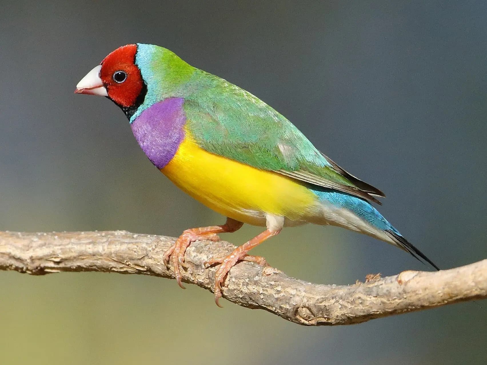 The beautiful Gouldian Finch will be featured soon!